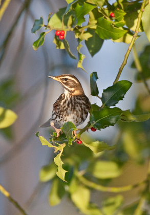 Redwing in a Holly Bush DM0158 1