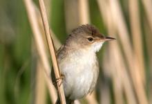 Reed Warbler DM1875