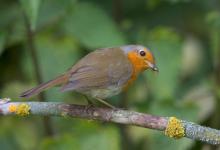 Robin DM0807