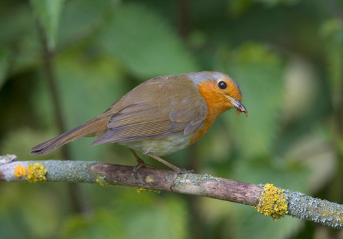 Robin DM0807