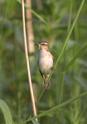 Sedge Warbler DM1808