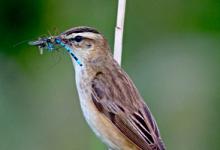 Sedge Warbler DM1809