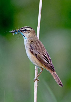 Sedge Warbler DM1809