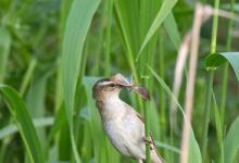 Sedge Warbler DM1810