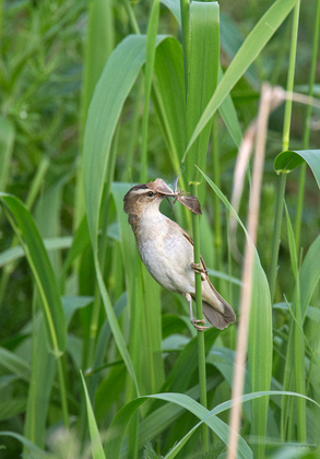 Sedge Warbler DM1810