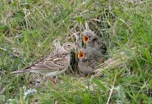 Skylark and Chicks DM0836