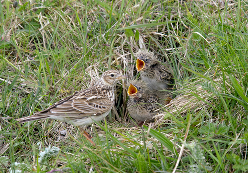 Skylark and Chicks DM0836