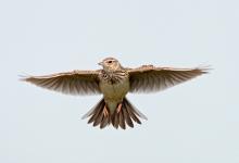 Skylark in Flight  DM0171