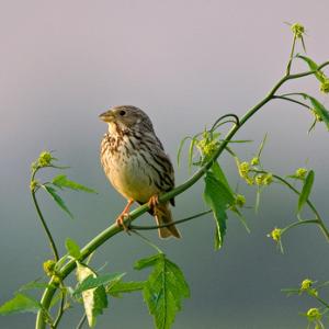 Corn Bunting 1.