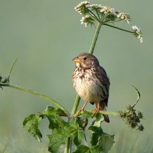 Corn Bunting 2.t