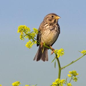 Corn Bunting 3