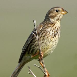 Corn Bunting 1