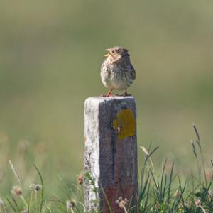 Corn Bunting DM0840