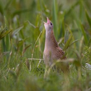 Corncrake DM0851