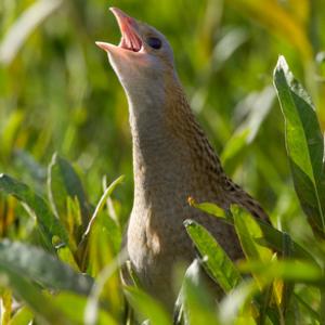 Corncrake DM0853