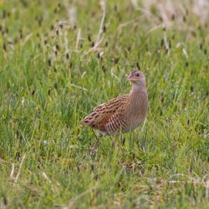 Corncrake DM0854