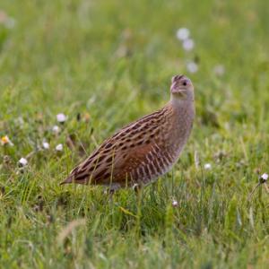 Corncrake DM0855