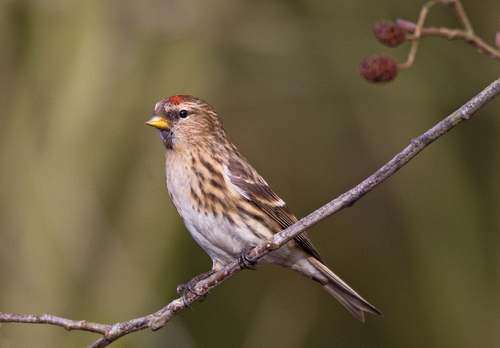 Heath And Woodland Birds