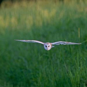 Barn Owl in Flight DM1753