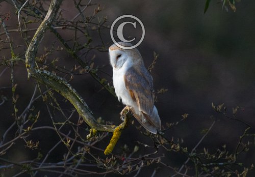 Barn Owl  DM2083