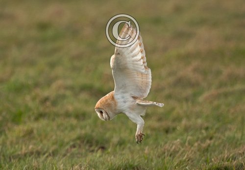 Barn Owl Hunting  DM2084