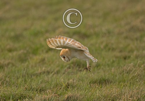 Barn Owl Hunting  DM2085