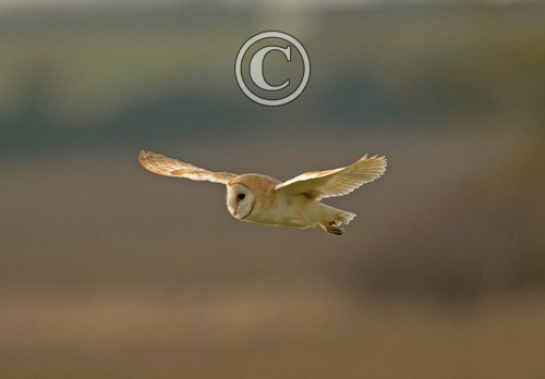 Barn Owl in Flight DM2086