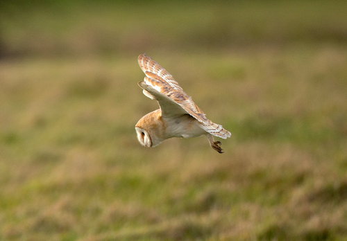 Owls