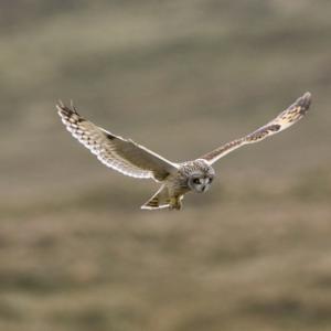 Short Eared Owl in Flight DM0910