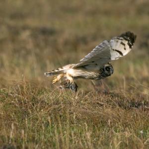 Short-eared Owl Flying with a Vole DM0921