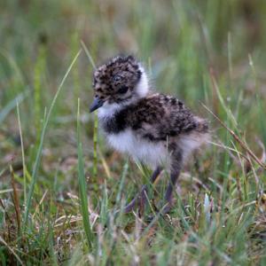  Lapwing Chick DM1681