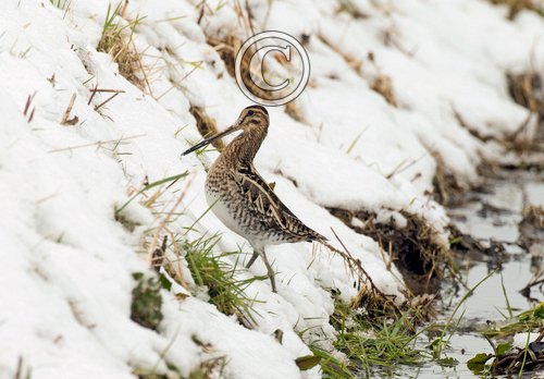  Common Snipe DM2059