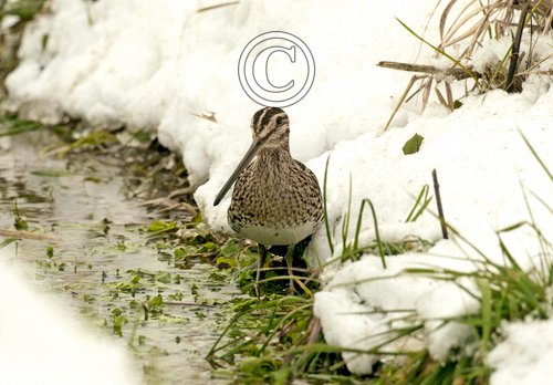 Common Snipe DM2060