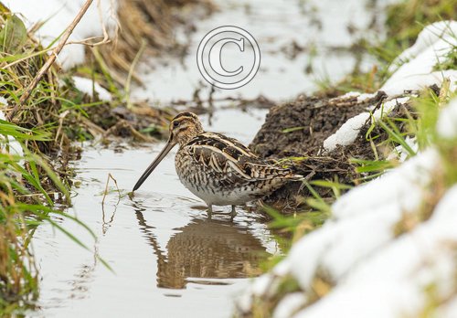 Common Snipe DM2061