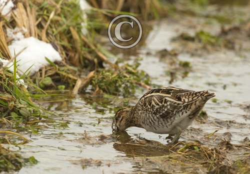 Common Snipe DM2063