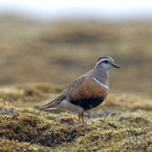 Dotterel DM1667