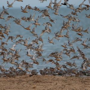 British Birds