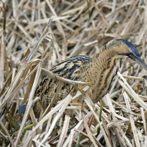 Bittern DM0936