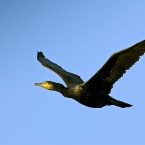 Cormorant DM0959