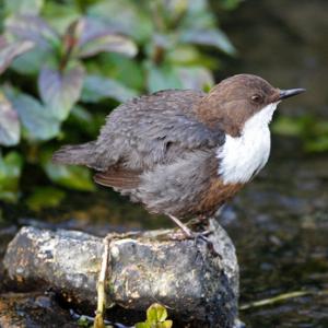 Dipper DM0939
