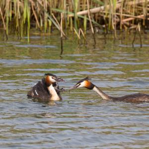 Great Crested Grebes with Young  DM1724