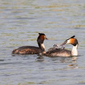 Great Crested Grebes with Young DM1725