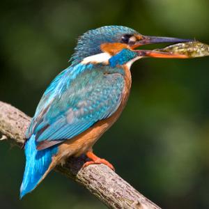 King Fisher DM0950