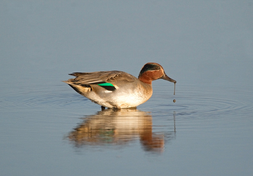 British-Birds