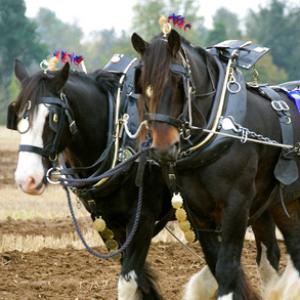 Heavy Horses DM1209