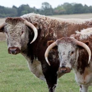 Longhorns [Cow and Bull] DM1277