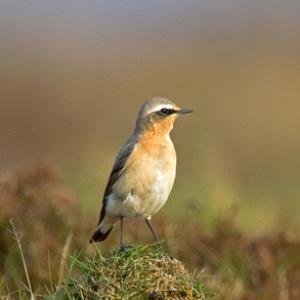 Wheatear DM0994