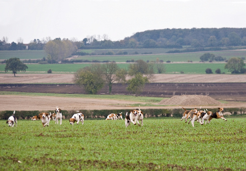 British-Field-Sports