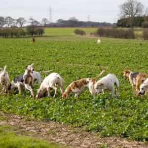 Fox Hounds Working DM0231