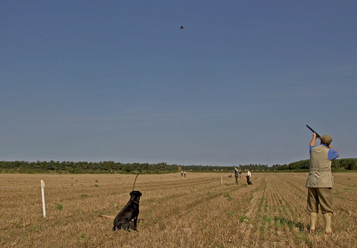 British Field Sports